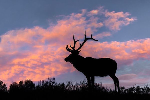 Jones, Adam 아티스트의 Bull elk or wapiti silhouetted on ridge top-Yellowstone National Park-Wyoming작품입니다.